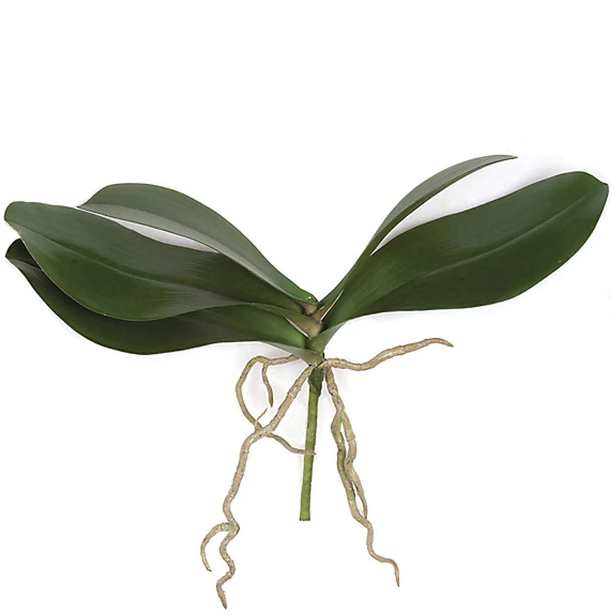 10" Artificial Phalaenopsis Orchid Leaf Plant Stem With Roots -Green (Pack of 12)