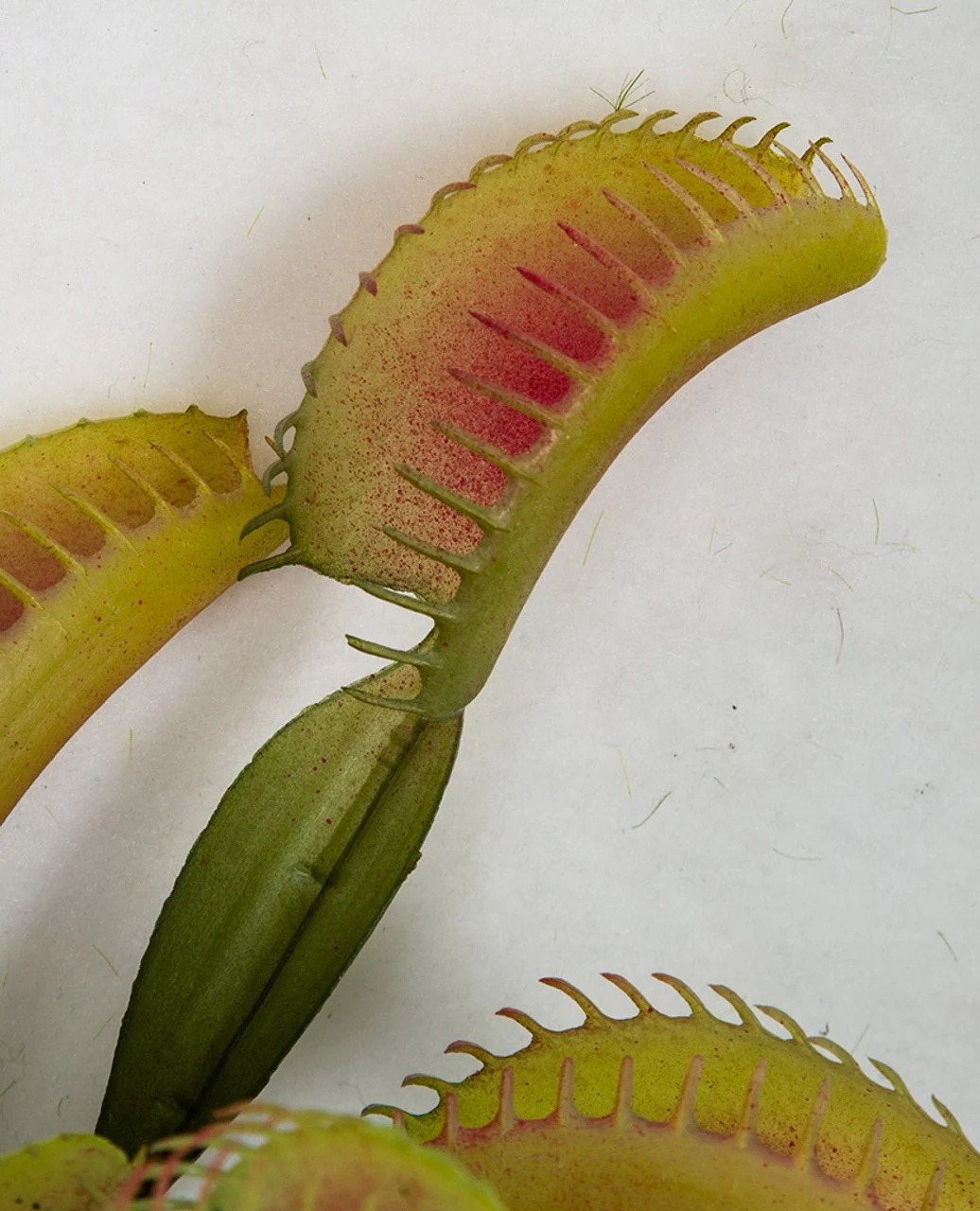 10" Artificial Venus Fly Trap Plant -Red/Green (Pack of 12) - Image 2