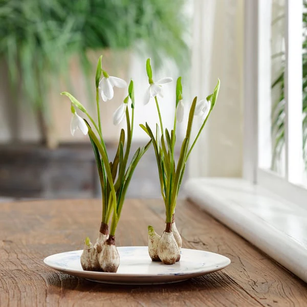 10" Hand-Wrapped Standing Snowdrop w/Bulb Silk Flower Arrangement -White (Pack of 24) - Image 2