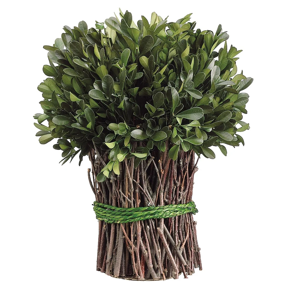 10" Preserved Boxwood Standing Bundle Topiary Plant -Green (Pack of 4)
