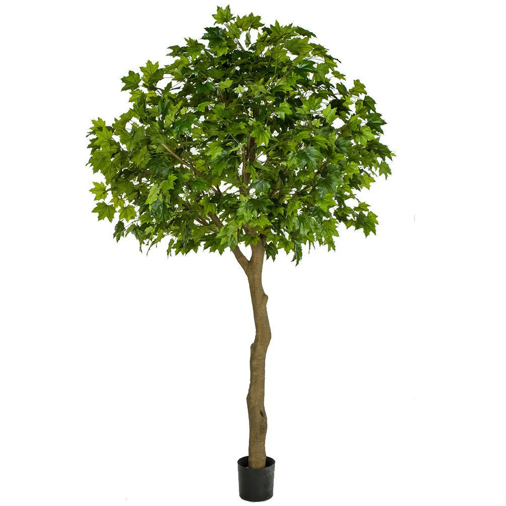 10'6" Large Silk Sugar Maple Tree w/Pot -2 Tone Green