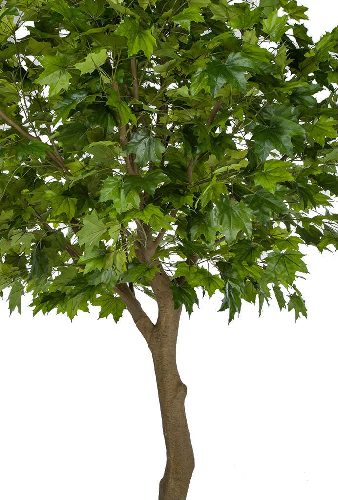 10'6" Large Silk Sugar Maple Tree w/Pot -2 Tone Green - Image 2