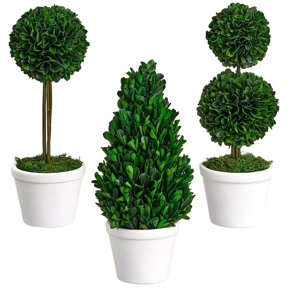 11.5" Assorted Set Of Preserved Boxwood Topiaries -Green
