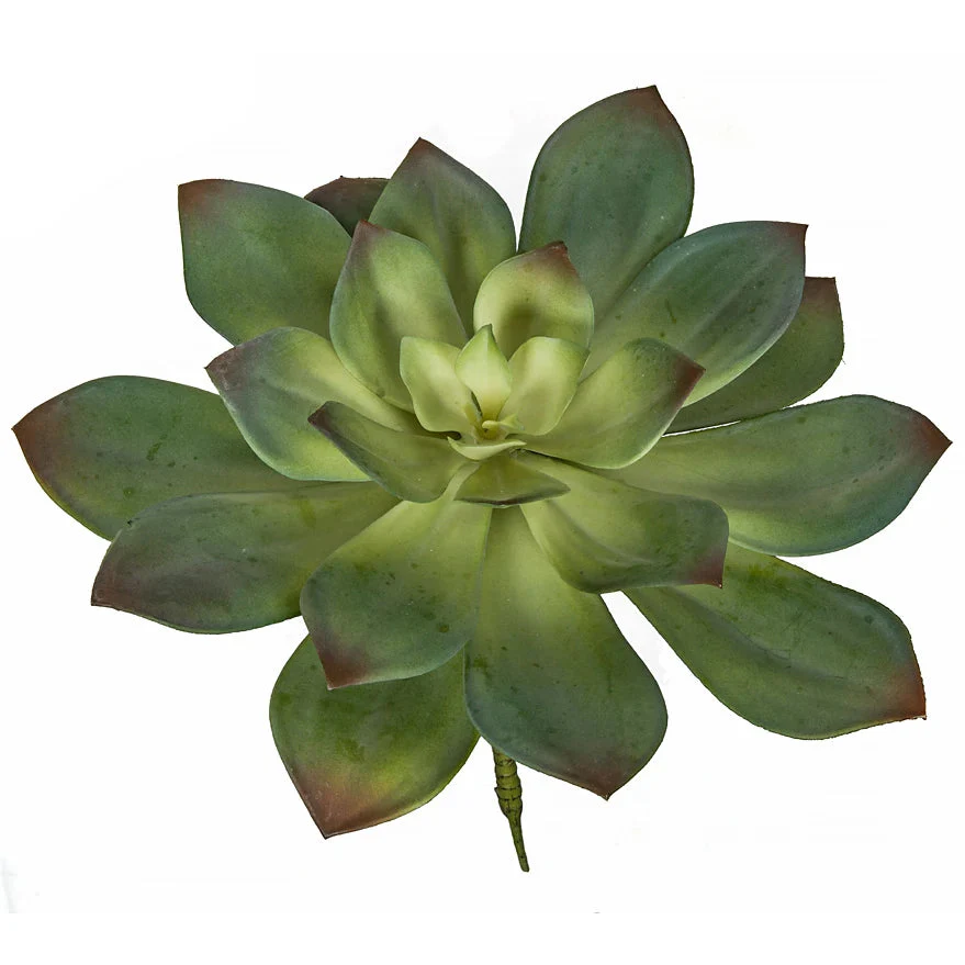 11.5"HX13"W Artificial Echeveria Stem -2 Tone Green (Pack of 4)