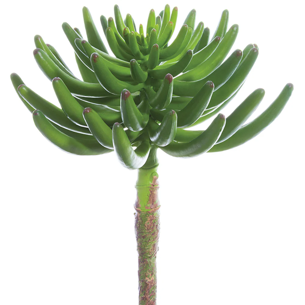 12" Aeonium Artificial Stem Pick -Green (Pack of 6)