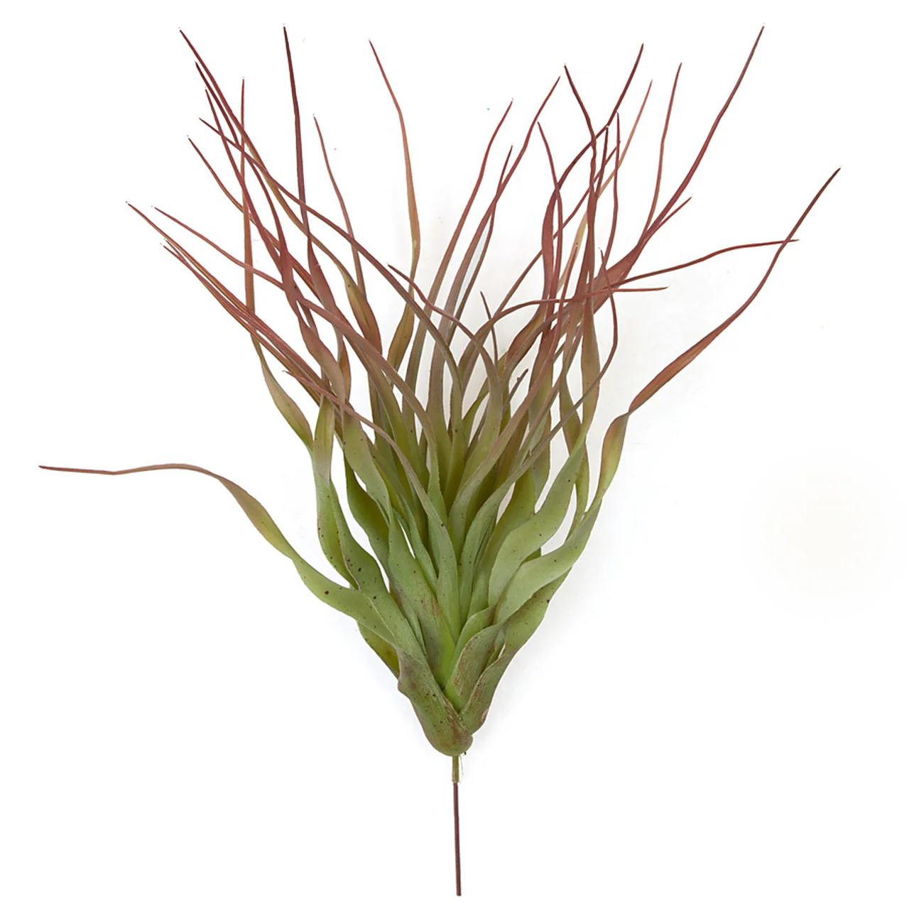 12" Artificial Tillandsia Air Plant -Burgundy/Green (Pack of 6)