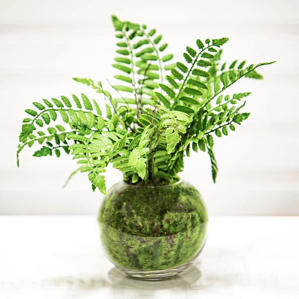 12" Boston Fern Leaf Silk Plant w/Glass Vase -Green - Image 2