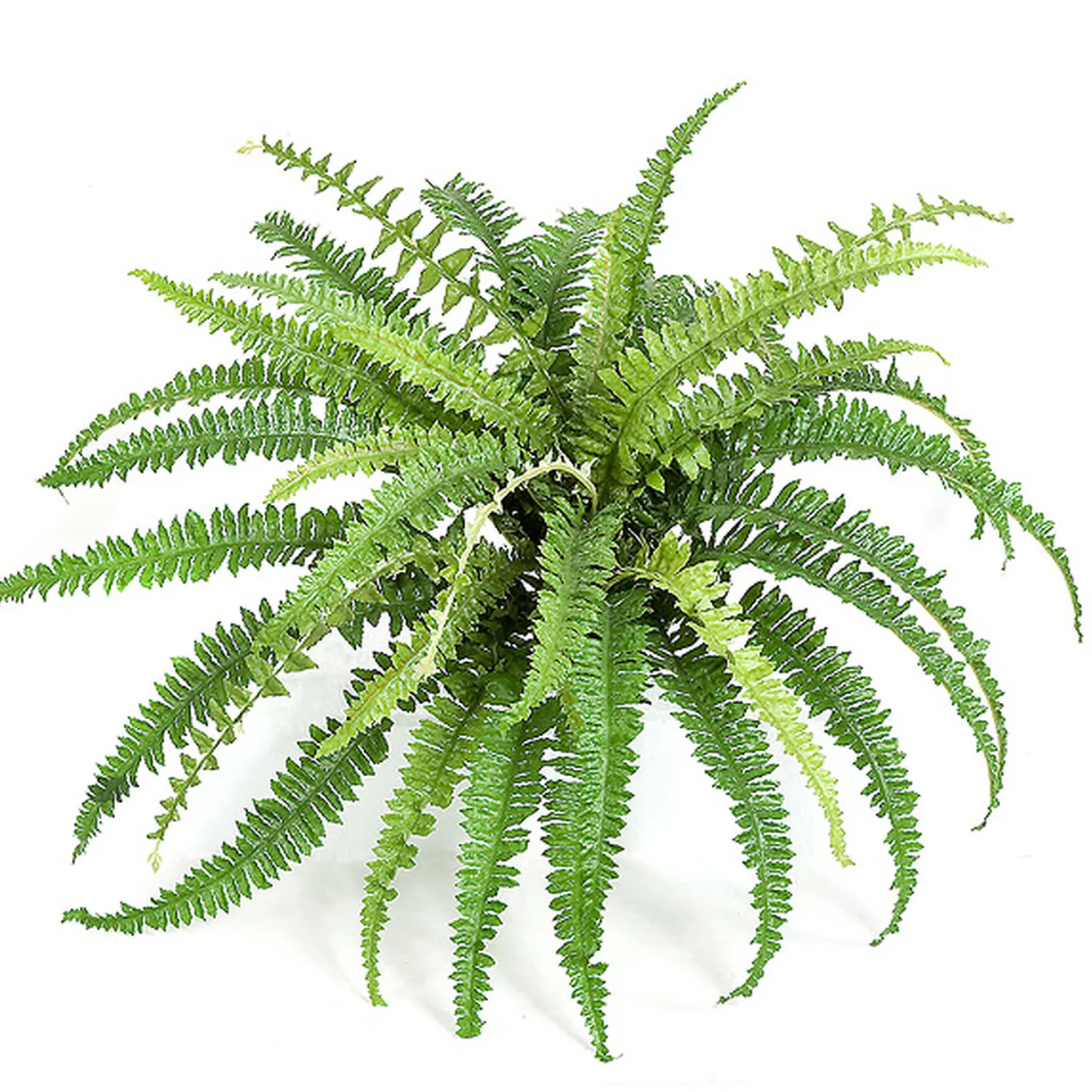 12"Hx18"W Boston Silk Fern Plant -Green (Pack of 12)