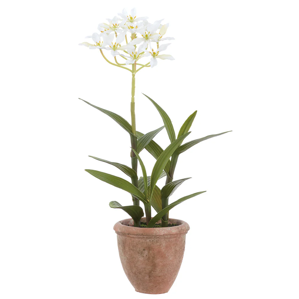 14.5" Agapanthus Silk Flower Arrangement w/Terra Cotta Pot -White (Pack of 6)