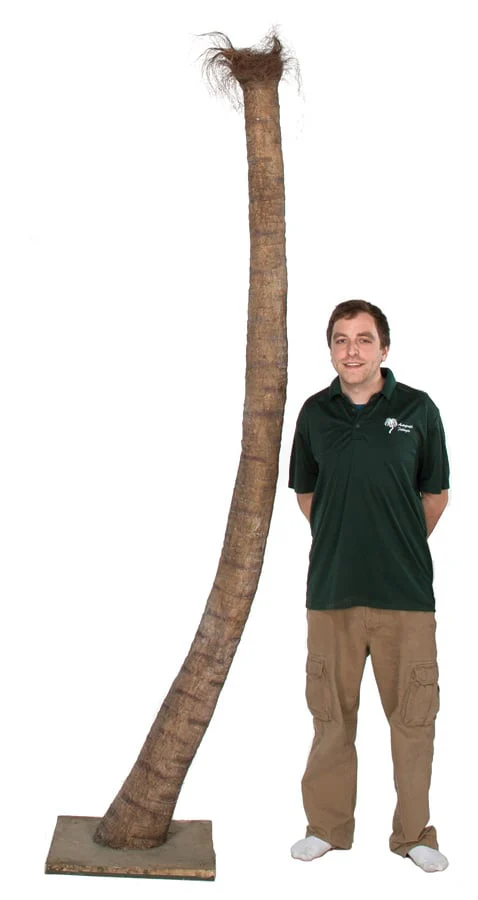 14' Curved Phoenix Silk Palm Tree w/Metal Base -Green - Image 3