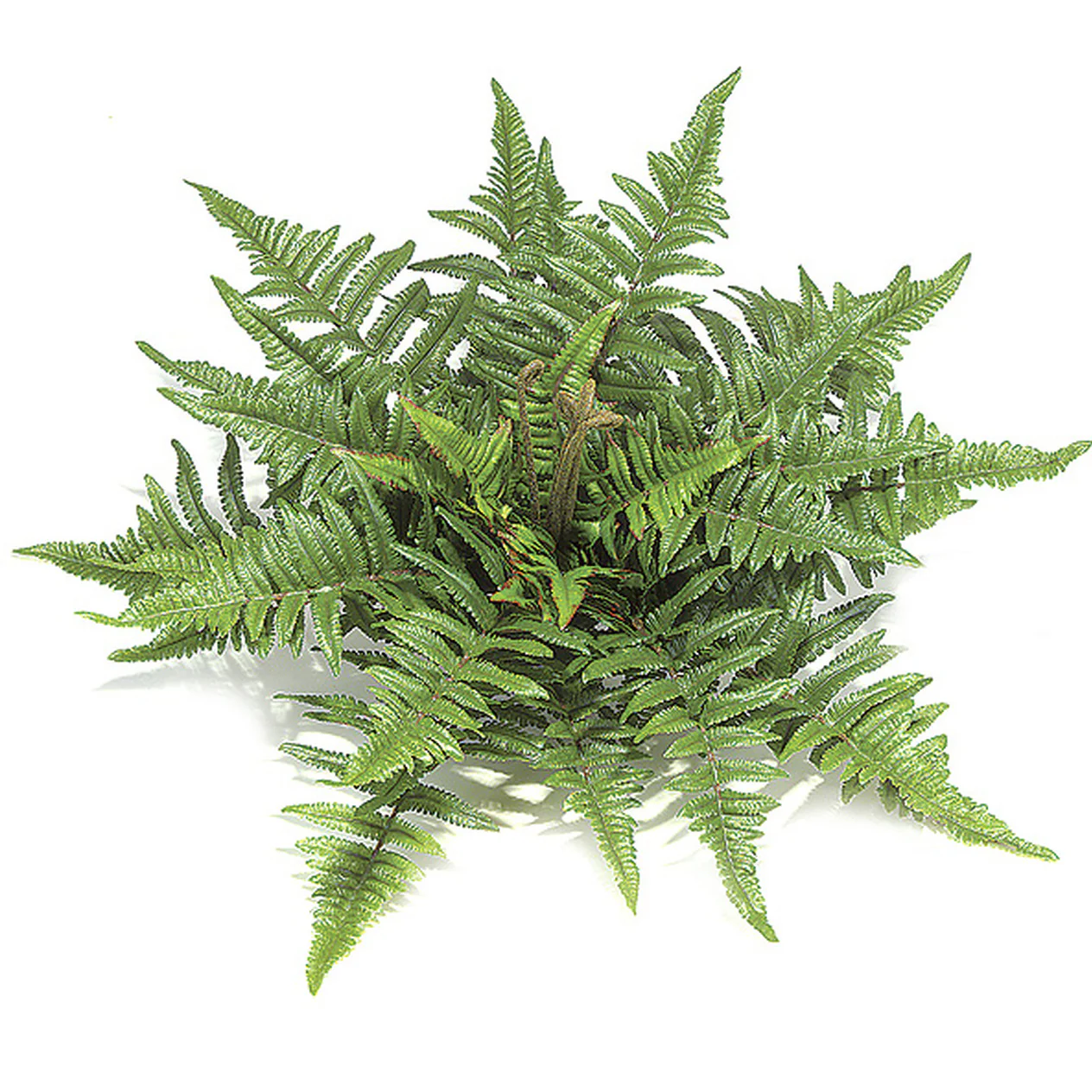 14" Forest Fern Artificial Plant -37 Leaves -Green (Pack of 12)