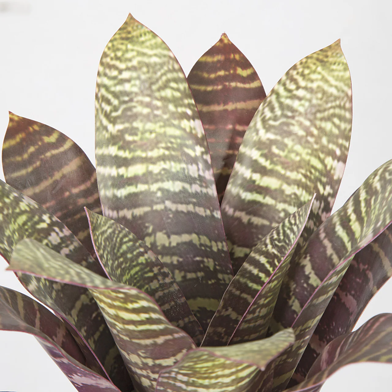16" Artificial Bromeliad Plant -Burgundy/Green (Pack of 4) - Image 3