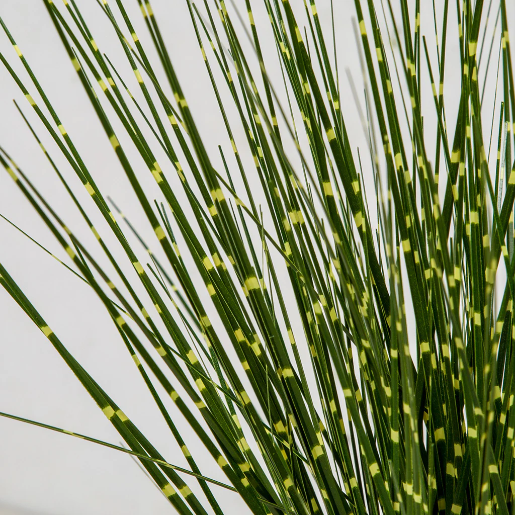 17" IFR PVC Zebra Onion Grass Artificial Plant w/Pot -Green/Yellow (Pack of 6) - Image 2