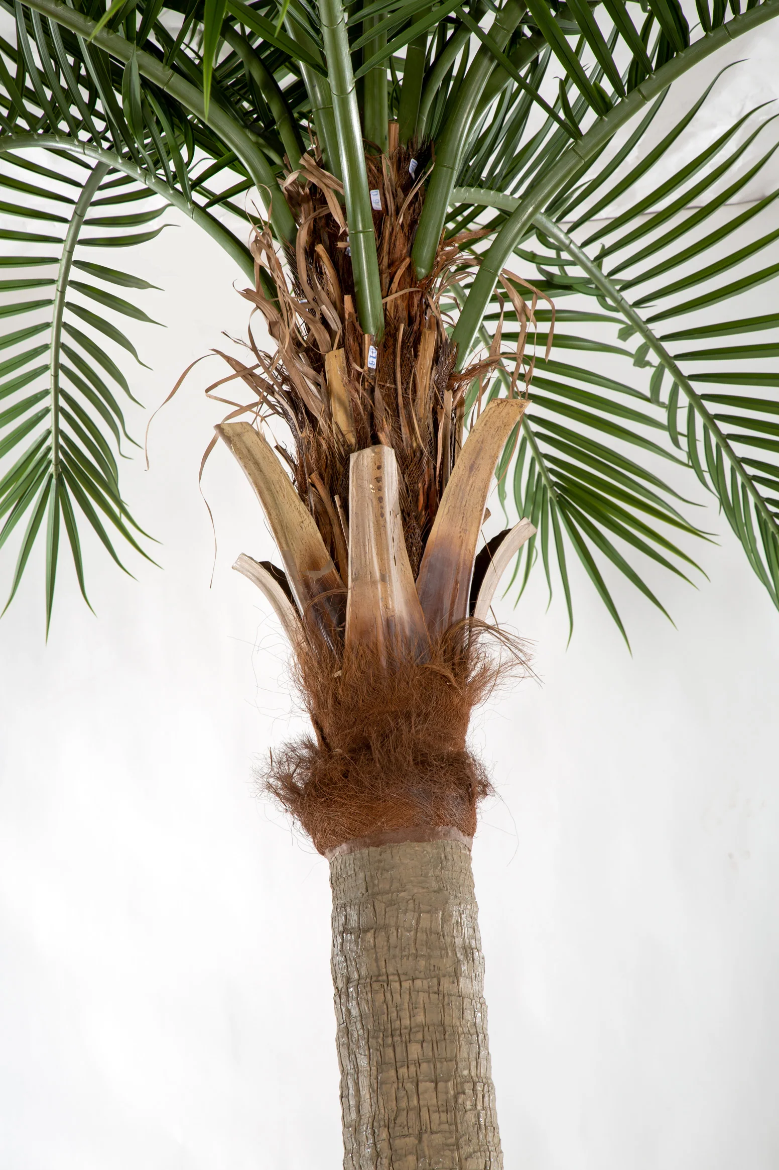 17' Royal Silk Palm Tree w/Metal Base Plate -Green - Image 2