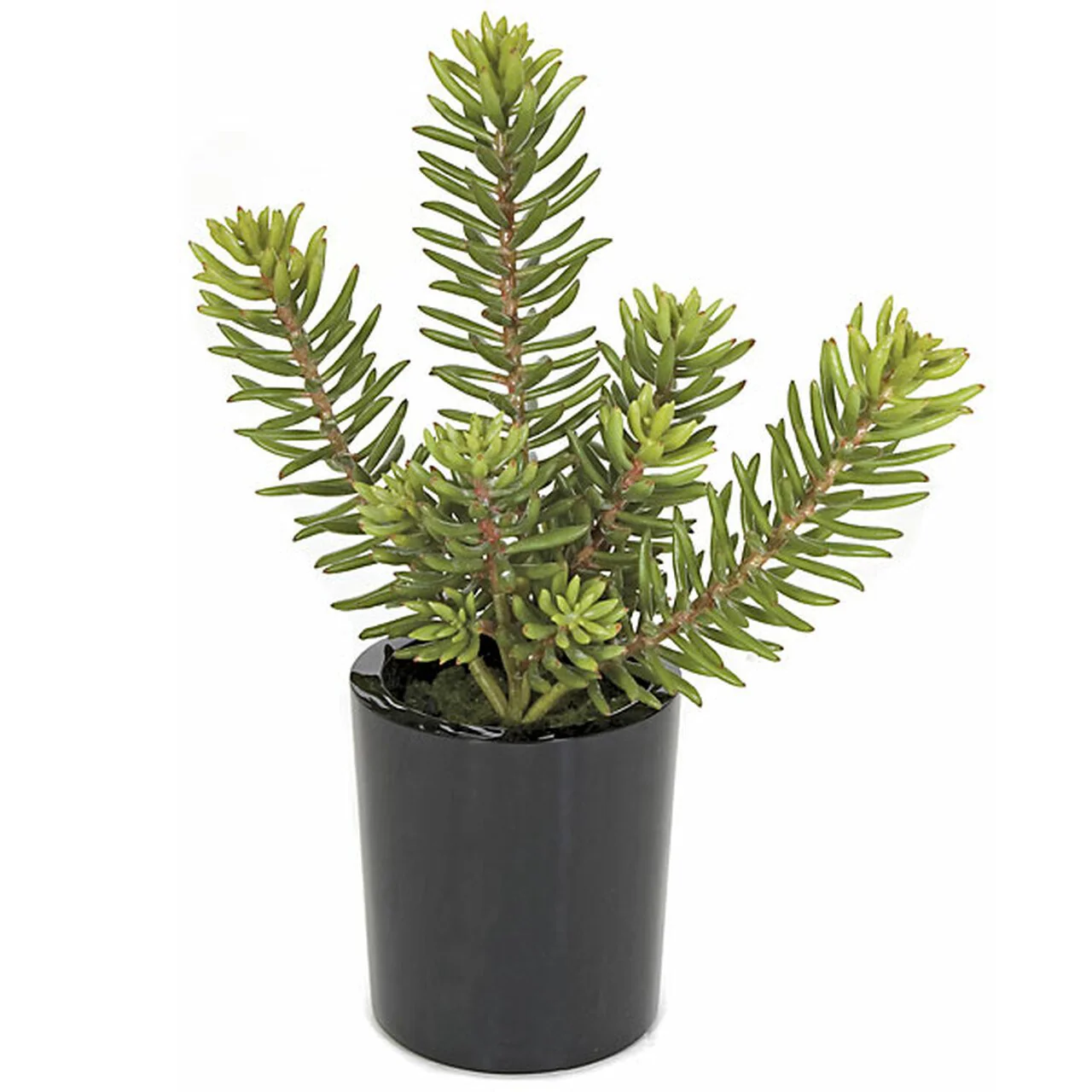 17" Senecio Artificial Plant w/Ceramic Pot -Green