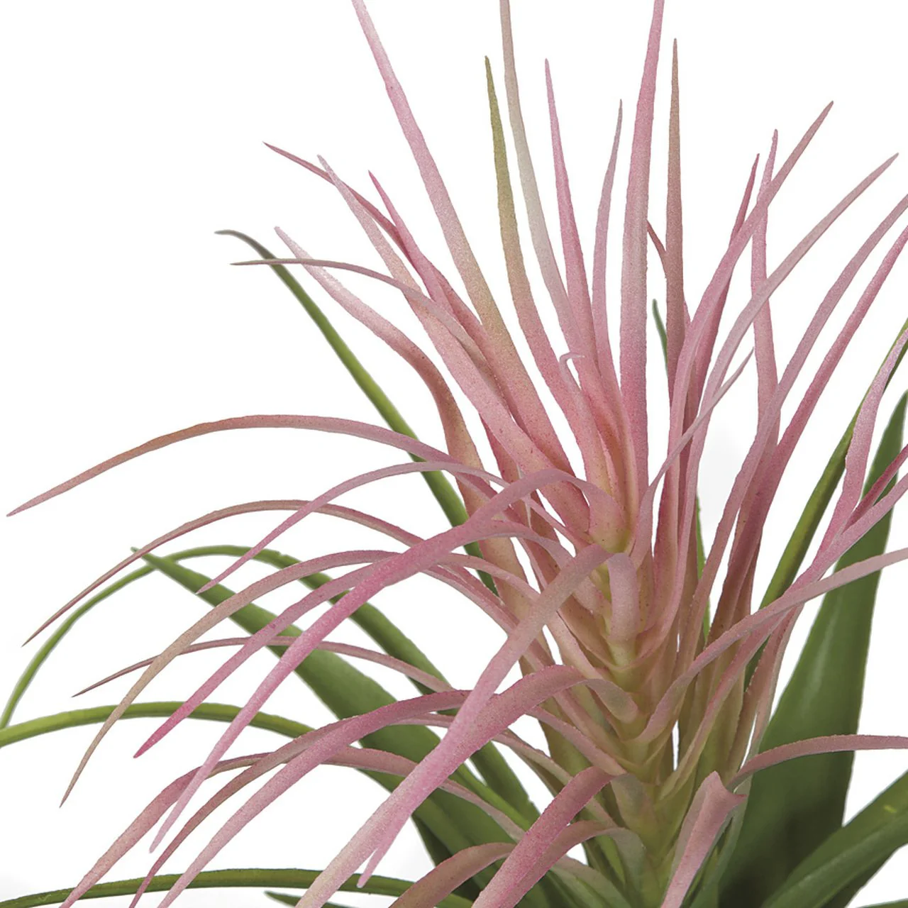 18.5" Artificial Tillandsia Air Plant -Pink/Green (Pack of 6) - Image 2