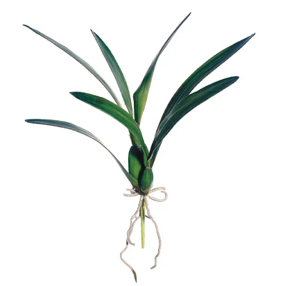 18" Hand-Wrapped Silk Dancing Orchid Leaf Plant Stem -Green (Pack of 12)