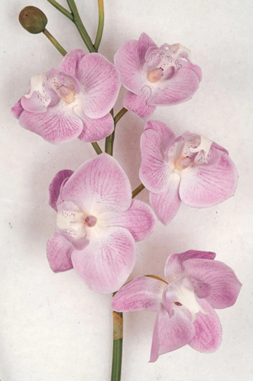 18" Phalaenopsis Orchid With Roots Silk Flower Stem -Rose Pink (Pack of 4) - Image 2