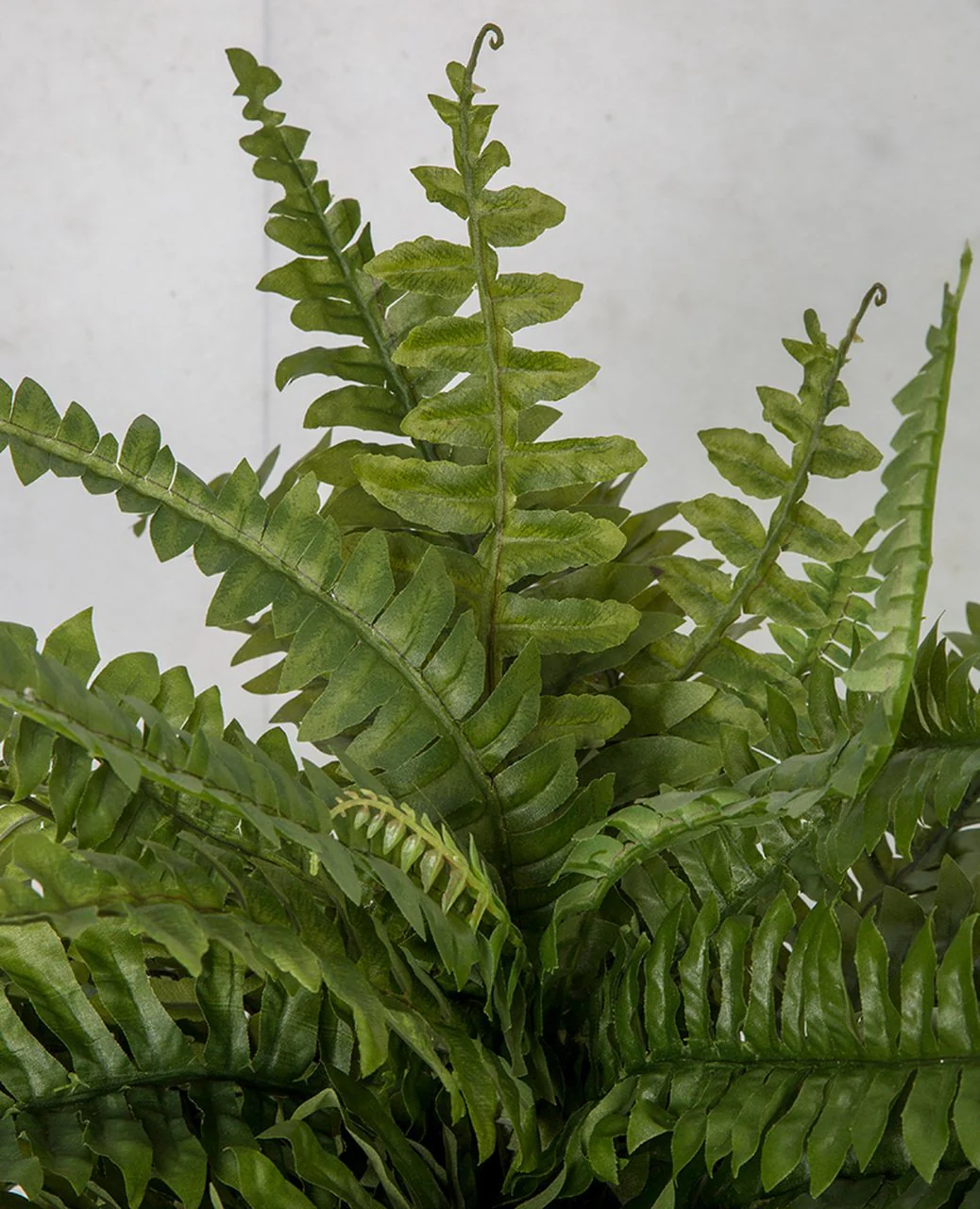 18"Hx26"W Boston Silk Fern Plant -Green (Pack of 6) - Image 2