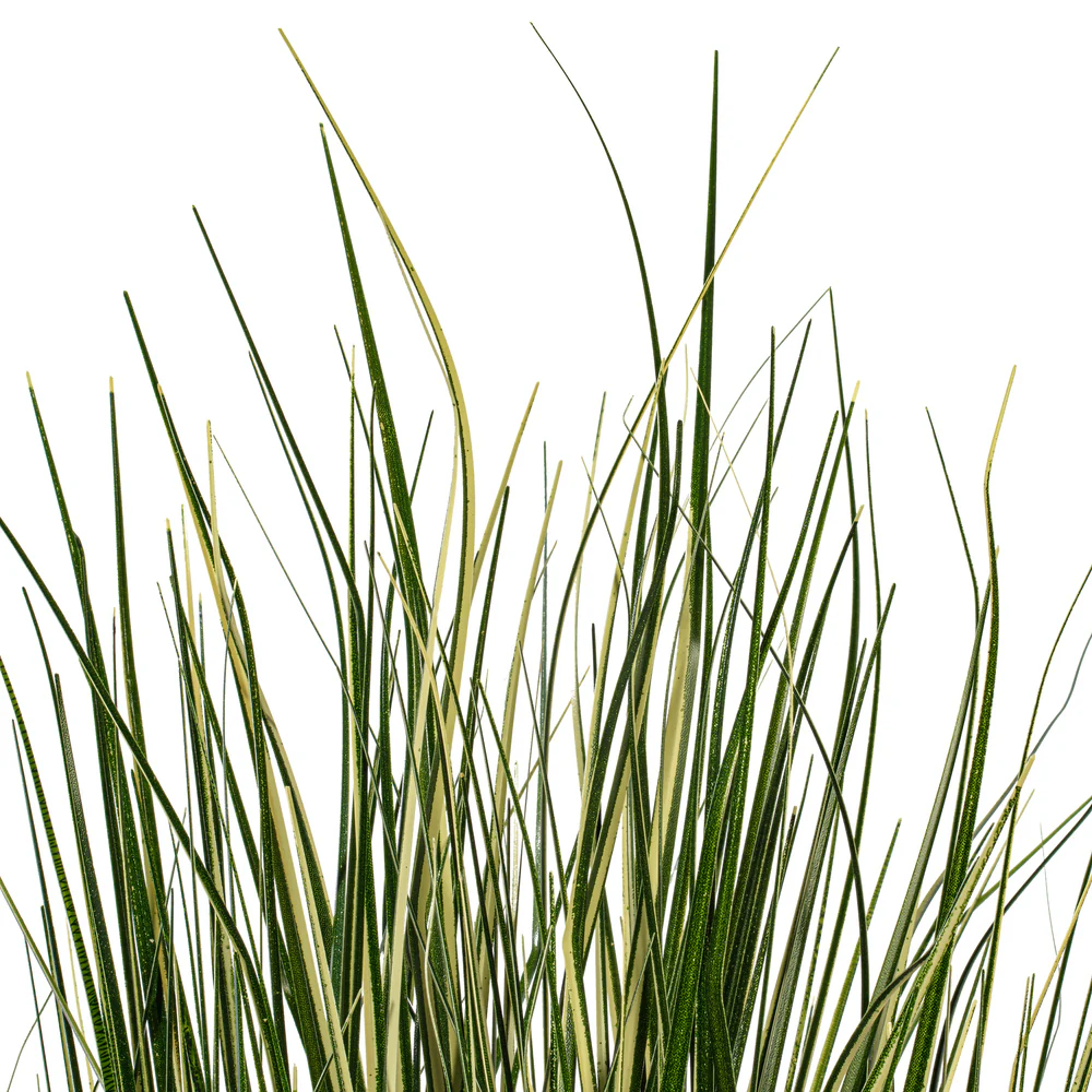2' Outdoor UV-Resistant Artificial Evergold Grass Plant w/Pot -Green/Cream (Pack of 2) - Image 4