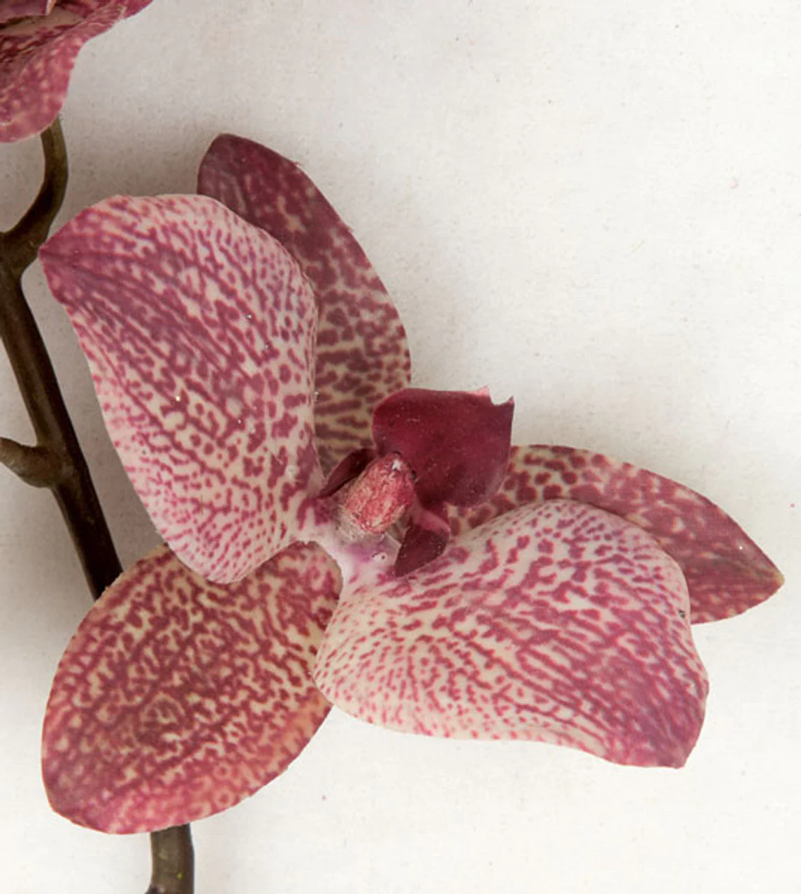 20" Phalaenopsis Orchid With Roots Silk Flower Stem -Mauve/Pink (Pack of 6) - Image 2