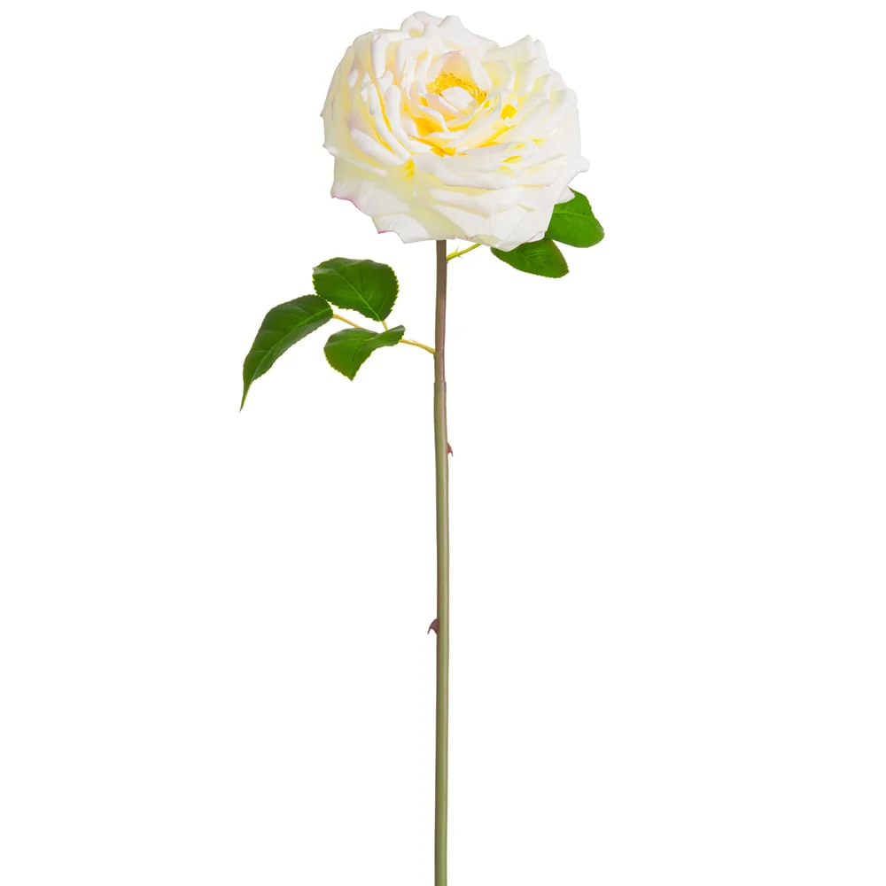 20" Silk Open Cabbage Rose Flower Stem -Cream/Blush (Pack of 12)