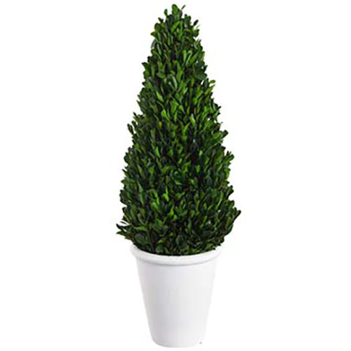 21" Preserved Boxwood Cone-Shaped Topiary w/Pot -Green