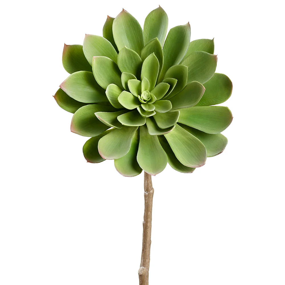 21" Real Touch Giant Aeonium Succulent Artificial Stem Pick -Green (Pack of 4)