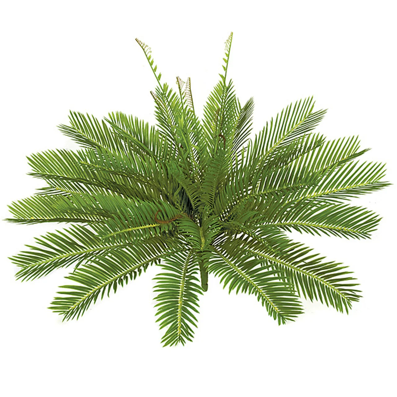 21"Hx31"W Artificial Cycas Palm Plant -Green (Pack of 2)