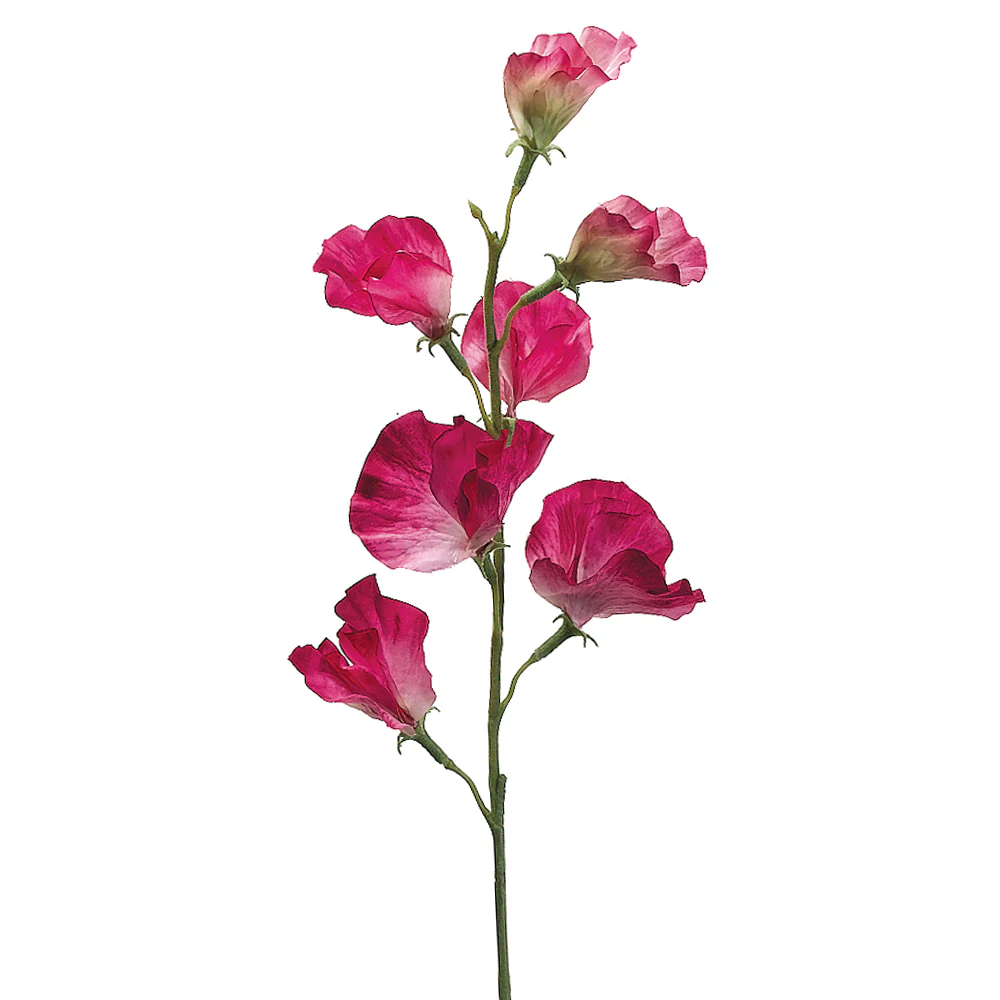 22" Silk Sweet Pea Flower Spray -2 Tone Fuchsia (Pack of 12)