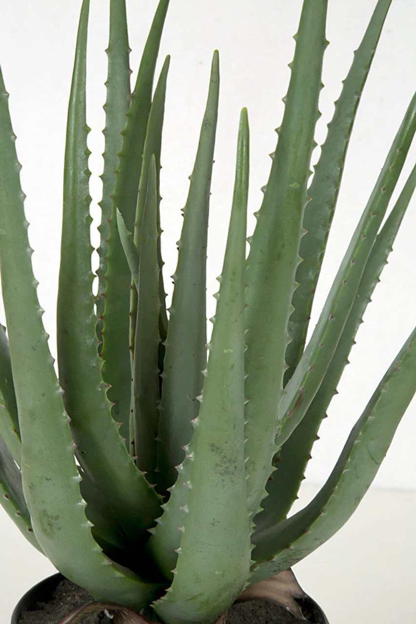 22" Soft-Touch Artificial Aloe Succulent Plant w/Pot -Green - Image 2