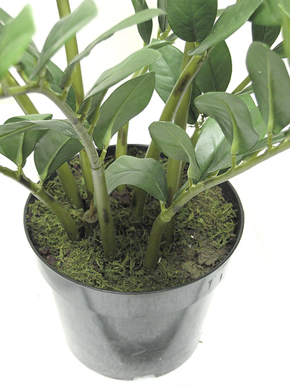 22" Soft-Touch Zanzibar Gem Zamioculcas Succulent Artificial Plant w/Pot -Green - Image 3