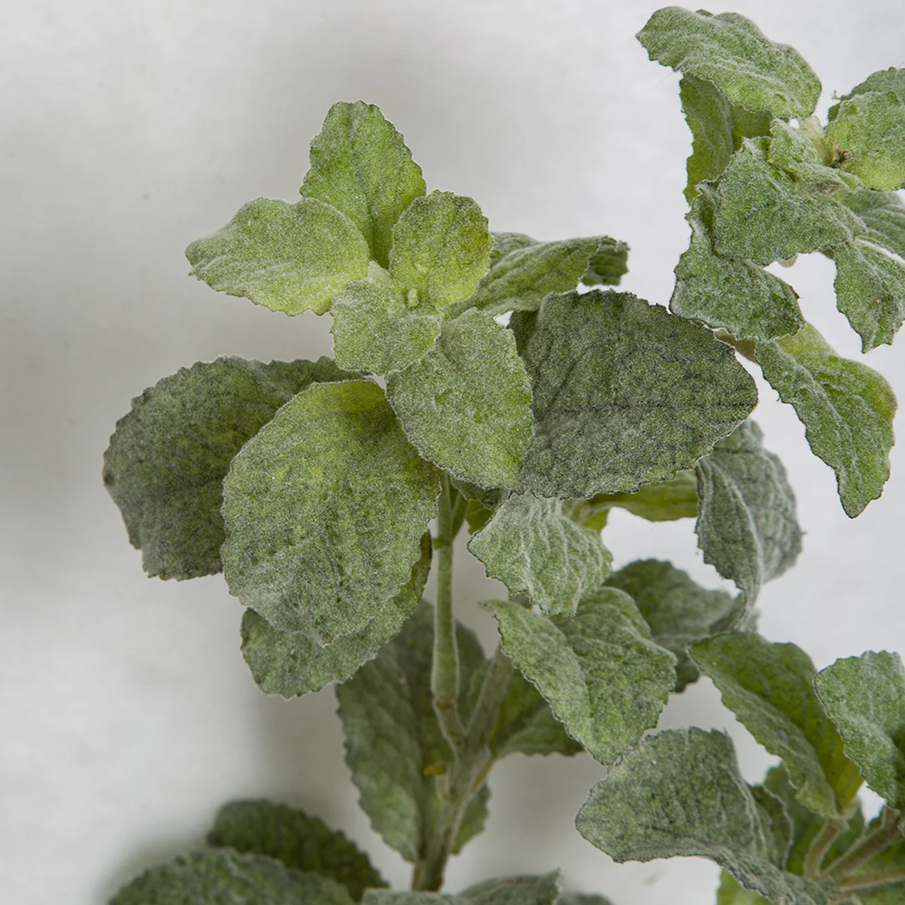 24" Artificial Flocked Mint Herb Stem -2 Tone Green (Pack of 12) - Image 2