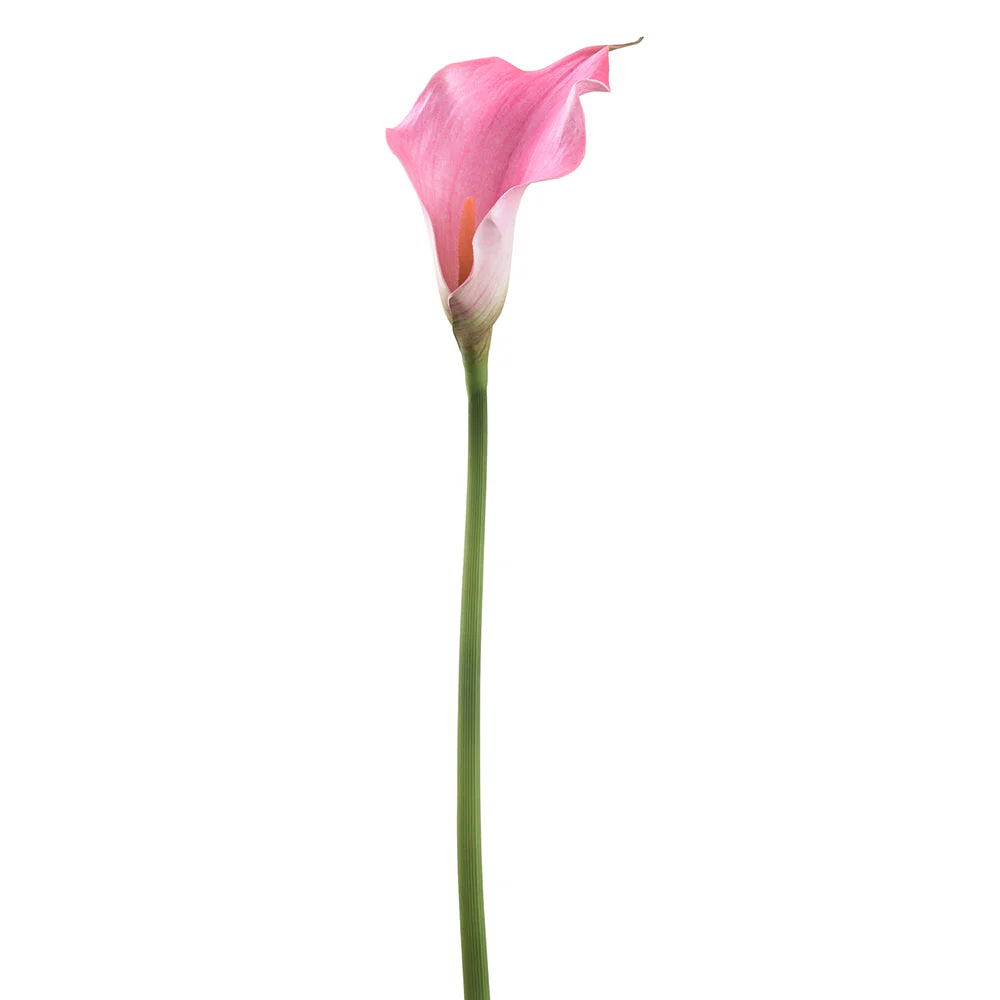 24" Calla Lily Silk Flower Stem -Pink (Pack of 12)