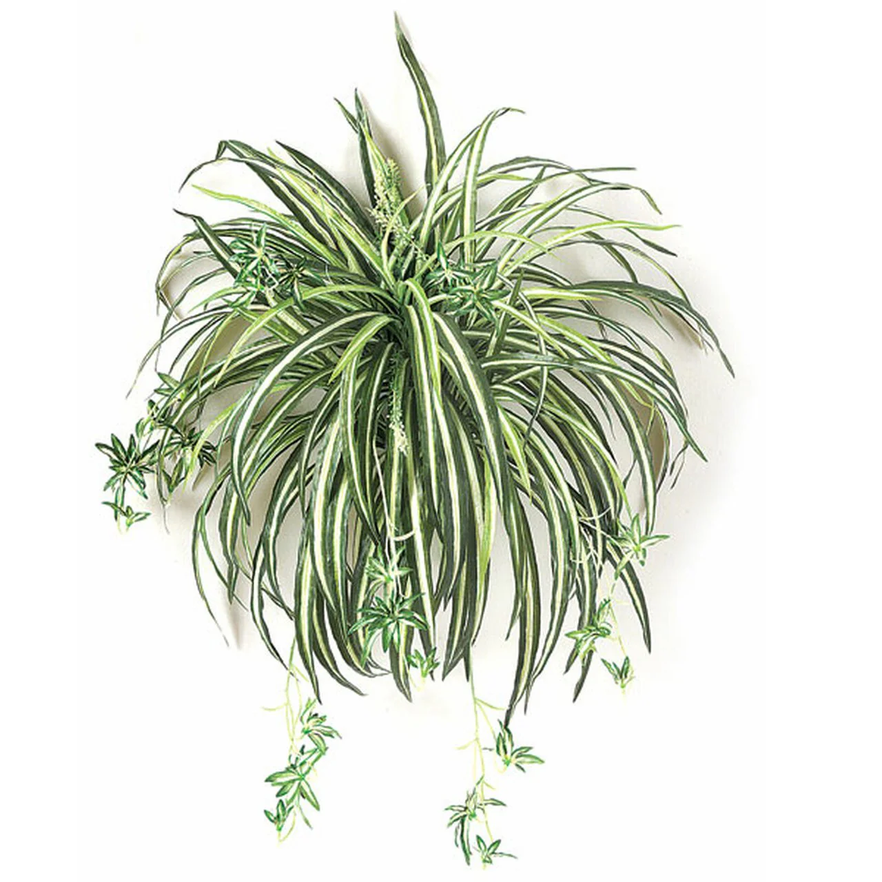 24" Hanging Spider Silk Plant -Green/White (Pack of 6)