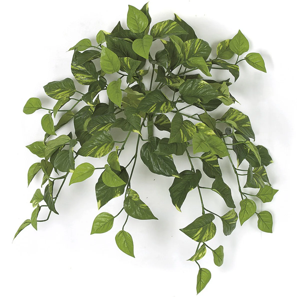 24" IFR Variegated Pothos Vine Artificial Hanging Plant -100 Leaves -Green (Pack of 6)