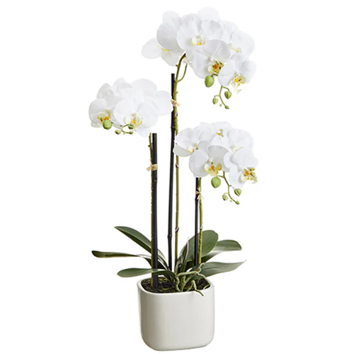 25" Silk Phalaenopsis Orchid Flower Arrangement w/Terra Cotta Pot -White (Pack of 4)
