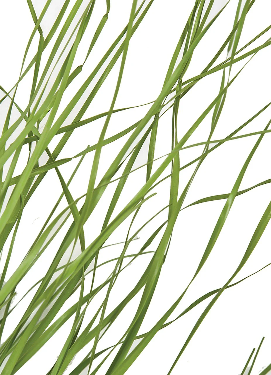 26" IFR PVC Wild Onion Grass Artificial Plant -Light Green (Pack of 12) - Image 2