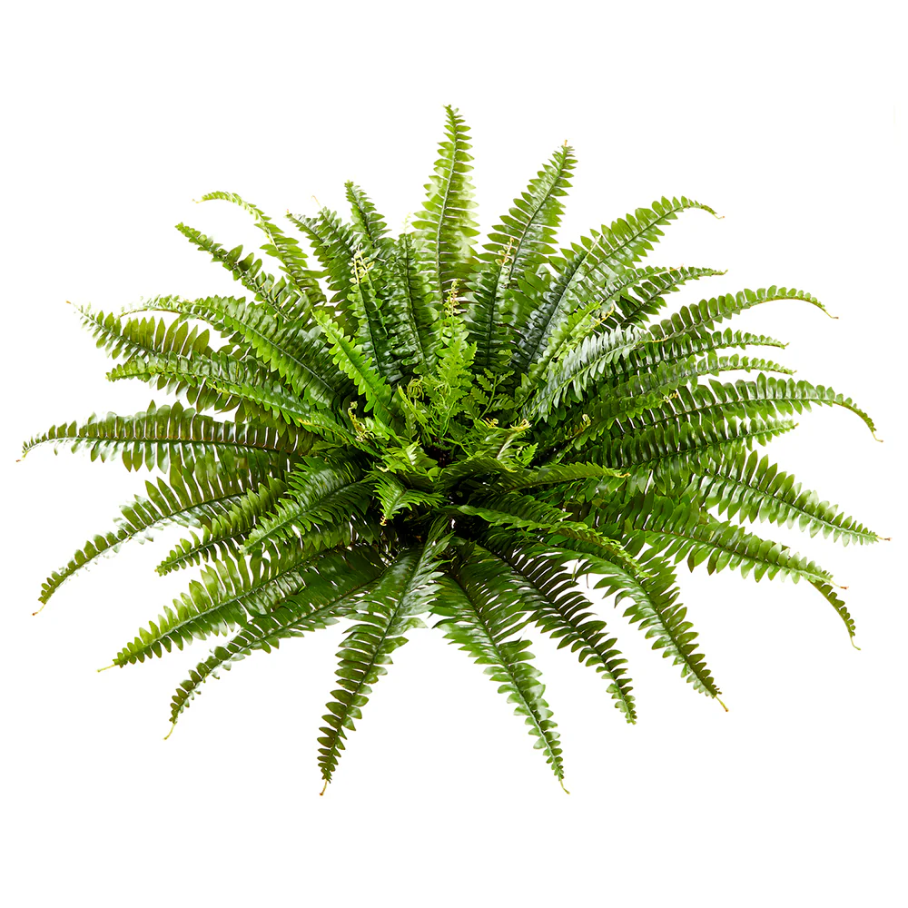 26" Outdoor UV-Resistant Artificial Boston Fern Plant -Green (Pack of 4)