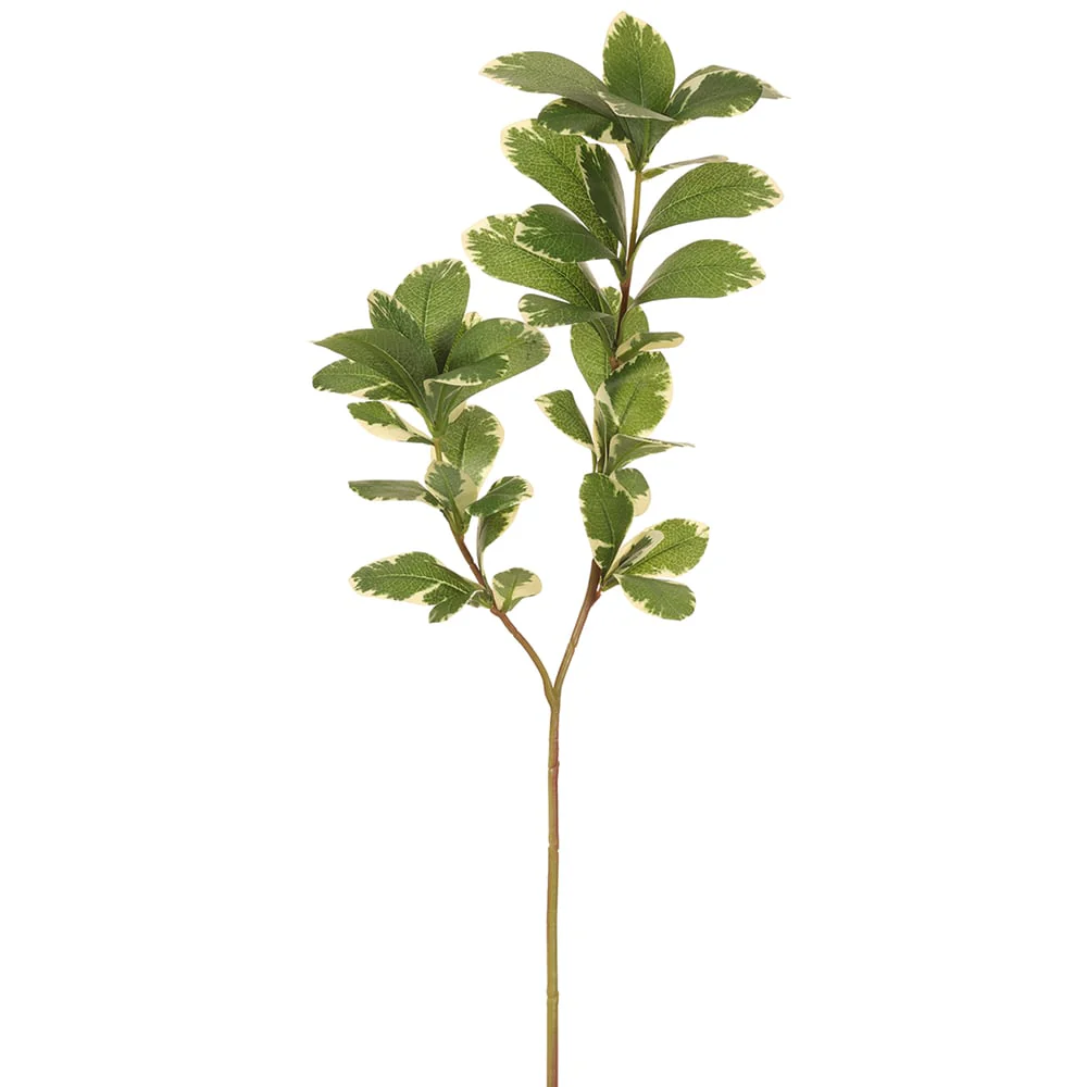 26" Silk Pittosporum Leaf Stem -Green/Variegated (Pack of 12)