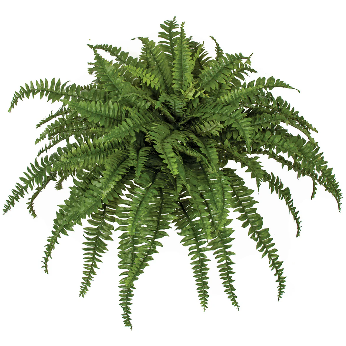 26"Hx52"W Boston Silk Fern Plant -Green (Pack of 2)