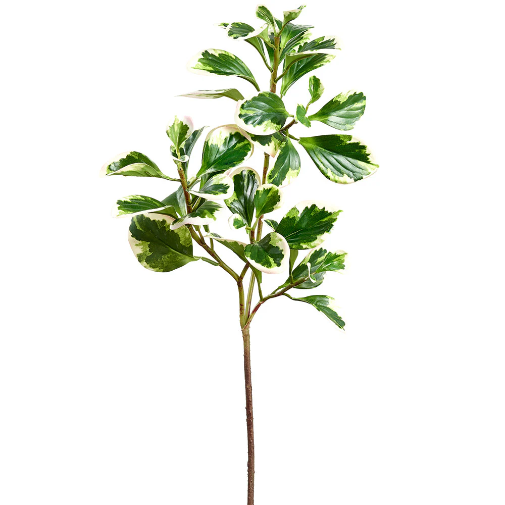 27" Peperomia Leaf Silk Stem -Variegated/Green (Pack of 12)