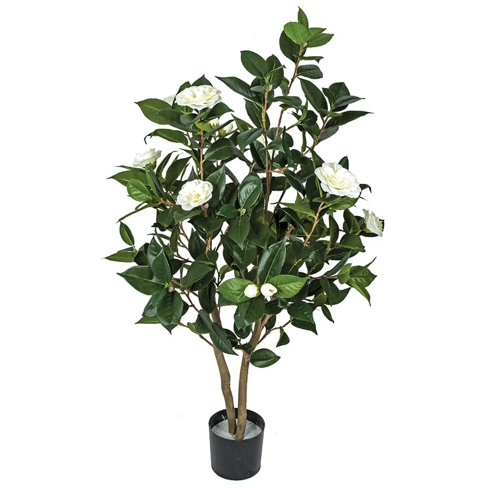 3' Flowering Camellia Silk Tree w/Pot -Cream