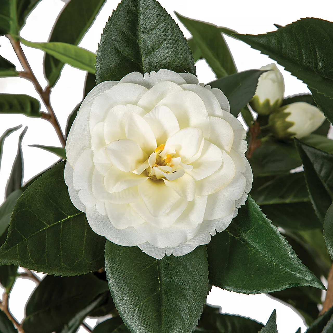 3' Flowering Camellia Silk Tree w/Pot -Cream - Image 2