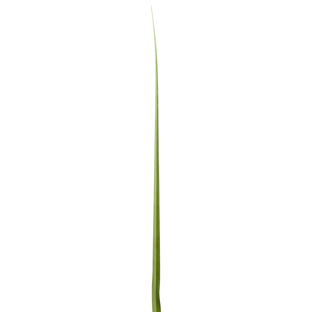 30" Artificial Curved Grass Leaf Stem -Green (Pack of 1200)