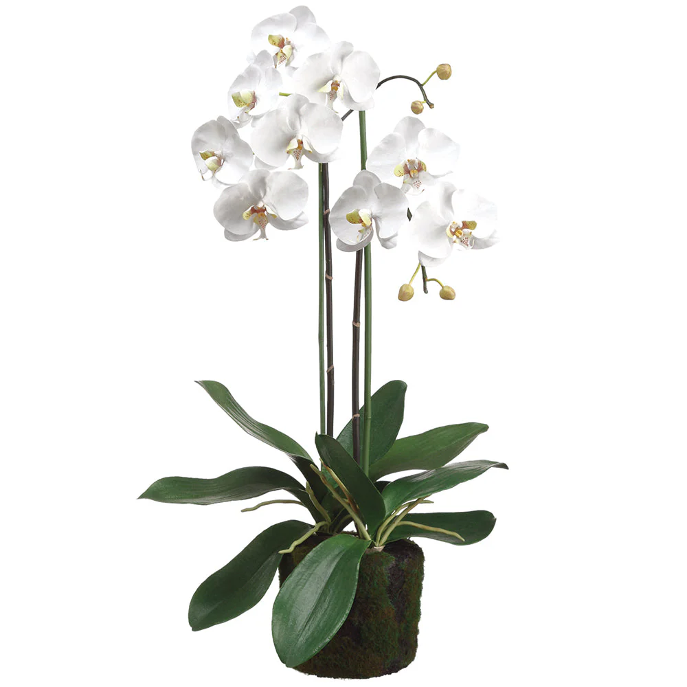 30" Phalaenopsis Orchid Silk Flower Arrangement w/Soil & Moss Base -White