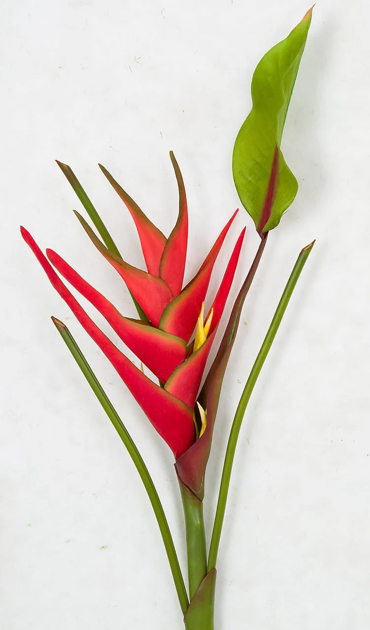 31.5" Artificial Heliconia Flower Stem -Red (Pack of 12) - Image 2