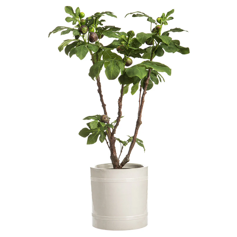 3'10" Silk Fig Fruiting Tree w/Planter -Green