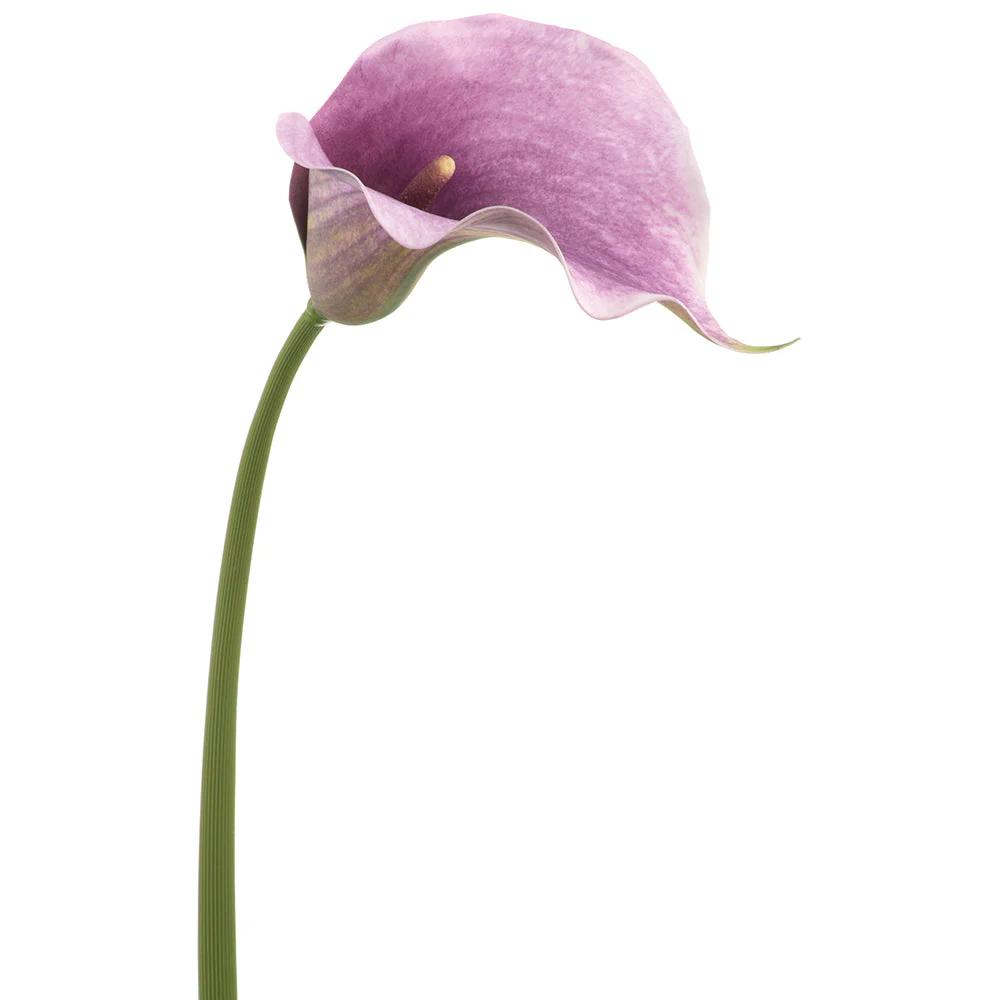 32" Calla Lily Silk Flower Stem -Lavender (Pack of 12)
