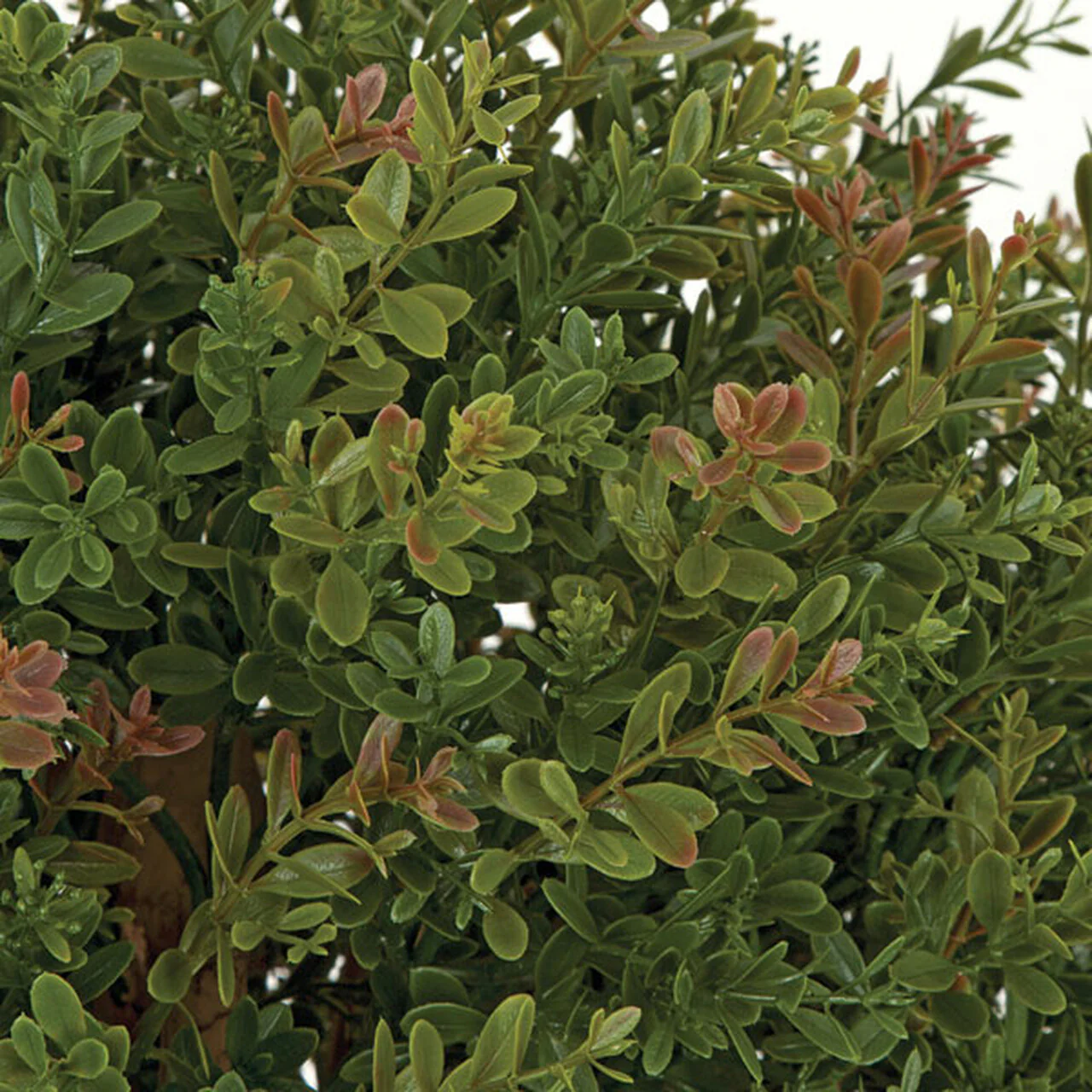 33" Outdoor UV-Resistant Artificial Wintergreen Boxwood Ball-Shaped Topiary Tree w/Pot -Green/Red - Image 2